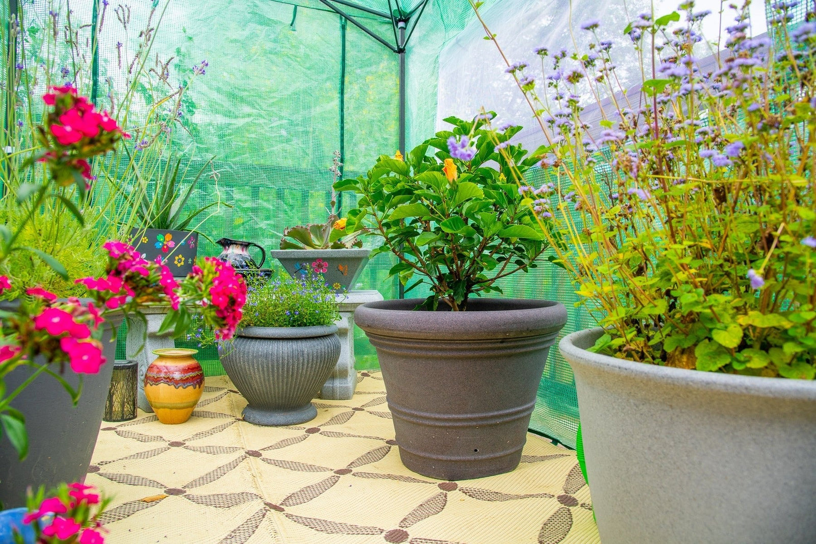 How to Winterize Outdoor Plants: Essential Tips for Success